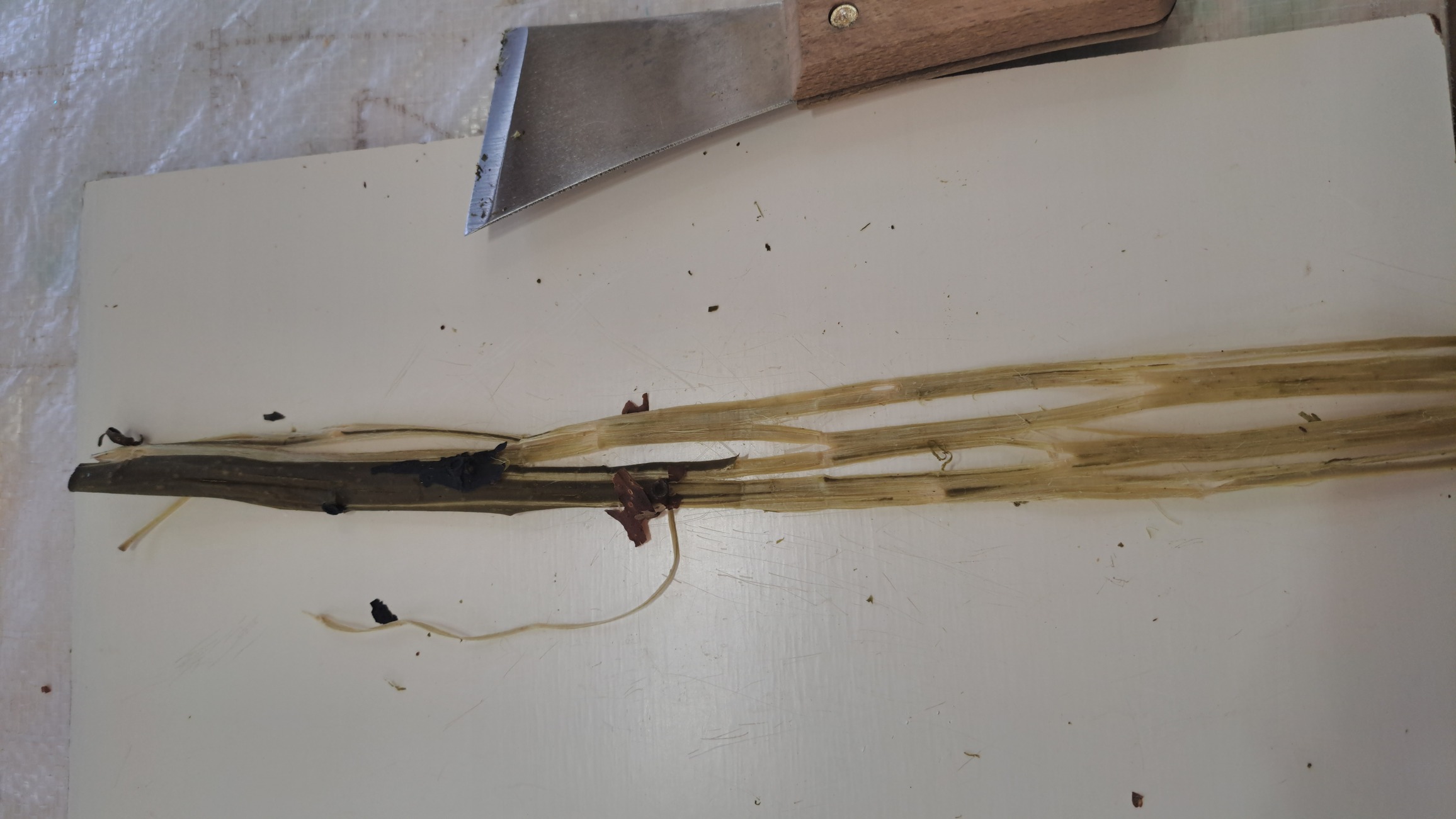 Kozo bark