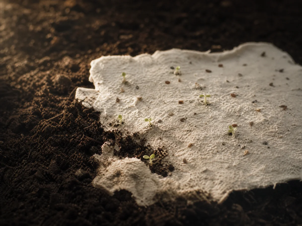 Seed paper — letters that grow into trees