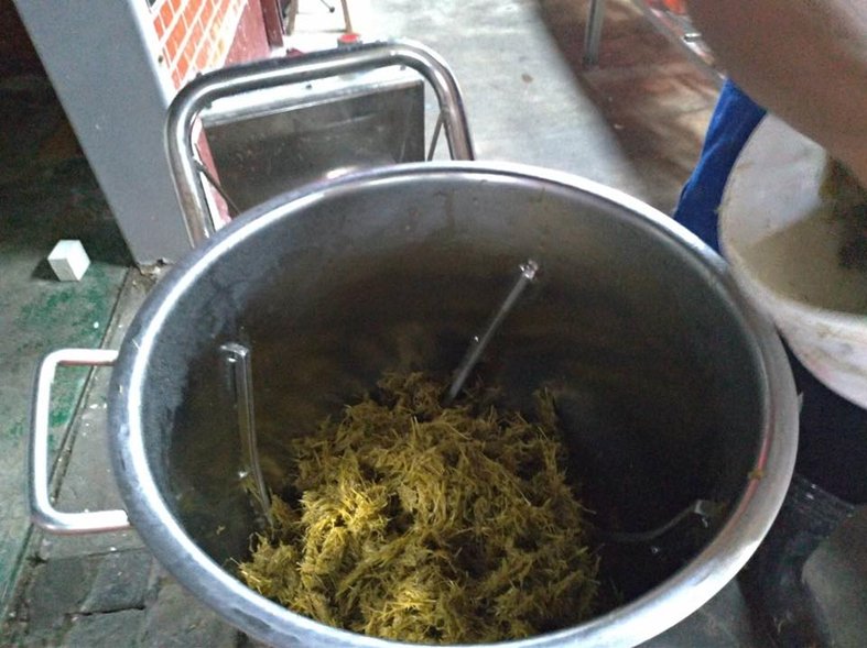 Plant fibre pulp
